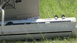 Rescuing Willie Wagtail chicks from danger after they left their nest before they could fly properly