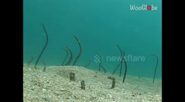 Surreal scene as Garden Eels pop out of sand to greet freediver