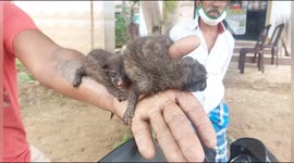 Two adorable marten kits rescued from wood depot in south India