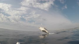 Huge humpback whale breaches right next to a kayaker! 1/3