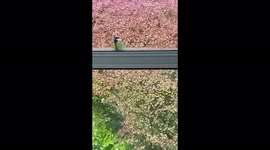 Meet Endeavour the Great Tit - get it?  Days of this is now driving us loopy!