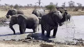 Watch this herd of orphaned and rescued elephants enjoy relaxing mud bath in South Africa