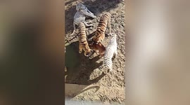 Tigers spotted playing with Labrador Retriever 'mum' in Chinese zoo