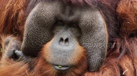 Endangered Chicken's Feet Stompin' Mating Dance is a Must-See