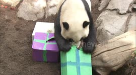 Birthday panda-monium! Happy zoo panda celebrates birthday with cake and presents