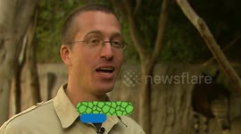 Two Hippos Become Inseparable After Rough First Introduction