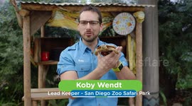 Cool Facts About the Flat-Shelled Pancake Tortoise