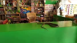 A long Snake suddenly came some where in Shop in Northern India