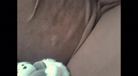 kidding cat with stuffed monkey very cute