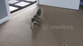 I have had a regular visitor to my house past few days.its a squirrel