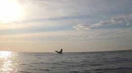 Huge humpback whale breaches close to a kayaker at Narrabeen beach in Sydney 2/3
