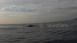 4 Humpback whales surface and come close to a kayaker Sydney 3/3