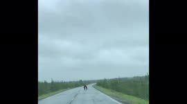 Teddy bears staged a showdown right on the road in Yamal