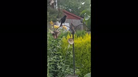 Very Active Birds Feeding And Arguing In English Garden
