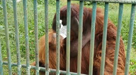 Poor orangutan filmed licking plastic ice cream at an Indonesian zoo