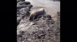 Muddy Murph - 11 month old Golden Retriever - Happiest in mud