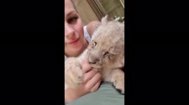 Baby lion falls asleep when suckling caretakers fingers and just cuddle ups