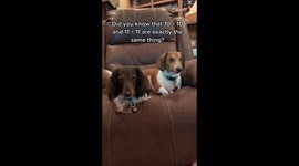 'Texas man tells his dogs a funny but cool 'Math Joke'
'
