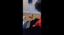 ''He’s so over it!' Husky has incredibly funny reaction when owner starts disciplining him '