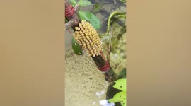 Baby bugs emerging from egg look like hundreds of tiny Pikachus from Pokemon