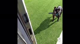Mischievous dog steals TV remote in attempt to force owner to take him on walk