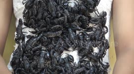 Woman gets covered in live SCORPIONS at Thai zoo