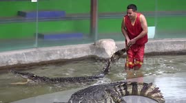 Man slides into crocodile’s mouth at Thai zoo
