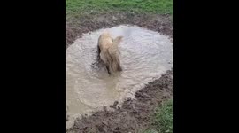 Muddy Murph - 11 Month old Golden Retriever loves mud