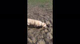 Muddy Murph - 11 Month old Golden Retriever loves mud
