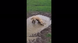 Golden retriever pup loves nothing more than rolling around in muddy puddles