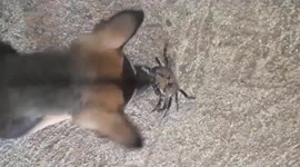 The small crab fights the large dog and wins