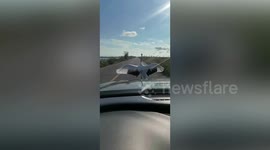 Red-crowned crane blocks motorists as it performs mating dance on road in China