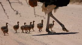 Ostrich chicks spotted waddling across road in South African national park