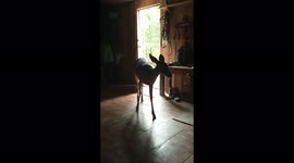 Bam Bam the crazy deer she is always breaking into the house looking for food