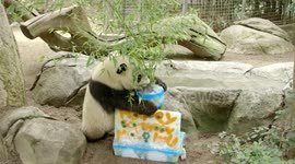 The Adorable Panda Xiao Liwu Celebrates 3rd Birthday