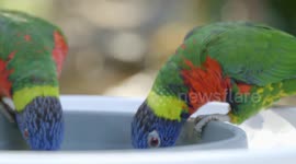See Lorikeets Land on Guests as They Feed the Birds Nectar