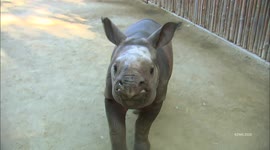 Meet the rhino calf that drinks 7 gallons of milk a day at San Diego Zoo