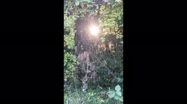 Just autumn's beauty.  There is sun in an arch made of autumn leaves and ripe small apples
