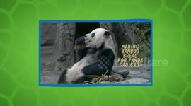 How Zookeepers Make Bamboo Bread for Gao Gao the Panda