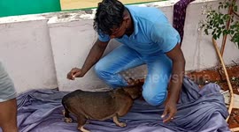 Rescuers catch pregnant dog stuck on tiny shelf outside home in southern India