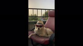 A cut dog on vacation in Los Angeles, US