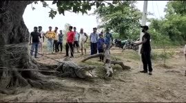 13-foot long crocodile rescued from farmland