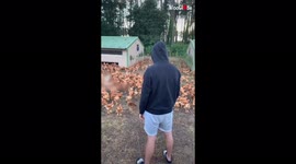 'Man does the 'Kulikitaka Challenge' to scare away chicken flock'