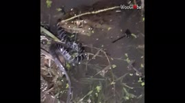 Indian bullfrog catches venomous snake