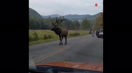 'Tourist's close call with horny Bull Elk in Cataloochee Valley'