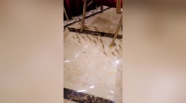 School of fish swim among diners as floodwater pours into restaurant in southern China