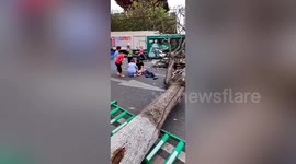 Hundreds of trees blown over by strong winds brought by Typhoon Kompasu in southern China