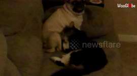 Intoxicated cat tries drinking milk straight from DOG