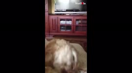 'Obedient cockapoo sneezes on owner's command'