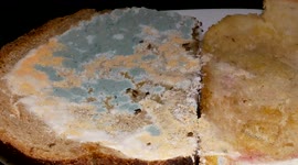 Oddly satisfying time-lapse shows bread going mouldy over seven days